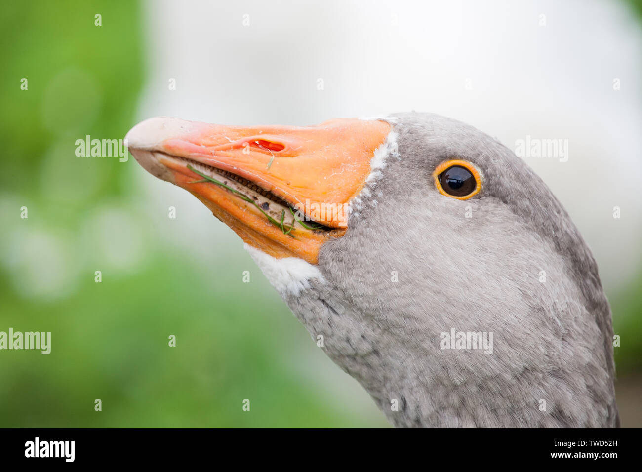 Grey Goose Kopf mit Schnabel closeup Seitenansicht Stockfoto