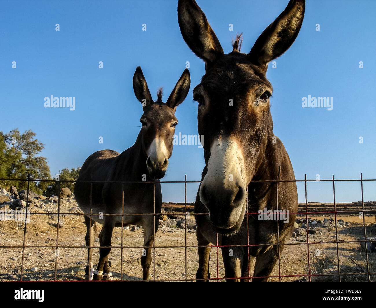 Zwei Esel in einem fenched Feld, auf der griechischen Insel Kimolos, in Kykladen, Ägäis, Griechenland. Stockfoto