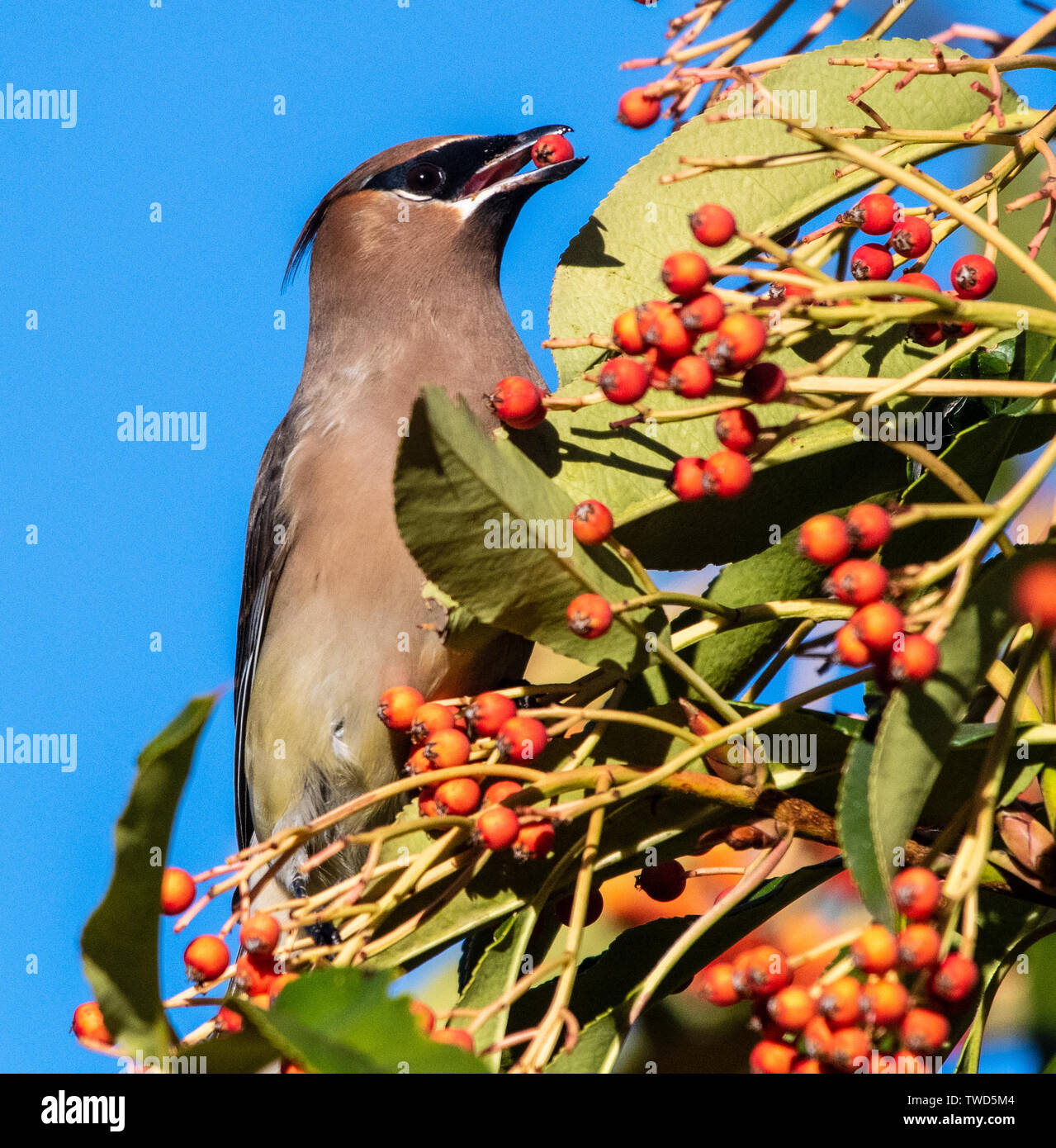 Cedar waxwing Fütterung auf Beeren Stockfoto