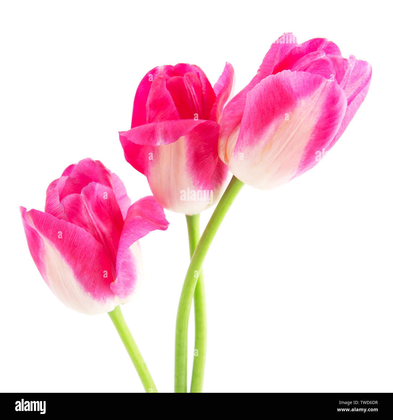 Drei rosa Tulpen auf weißem Hintergrund Stockfoto