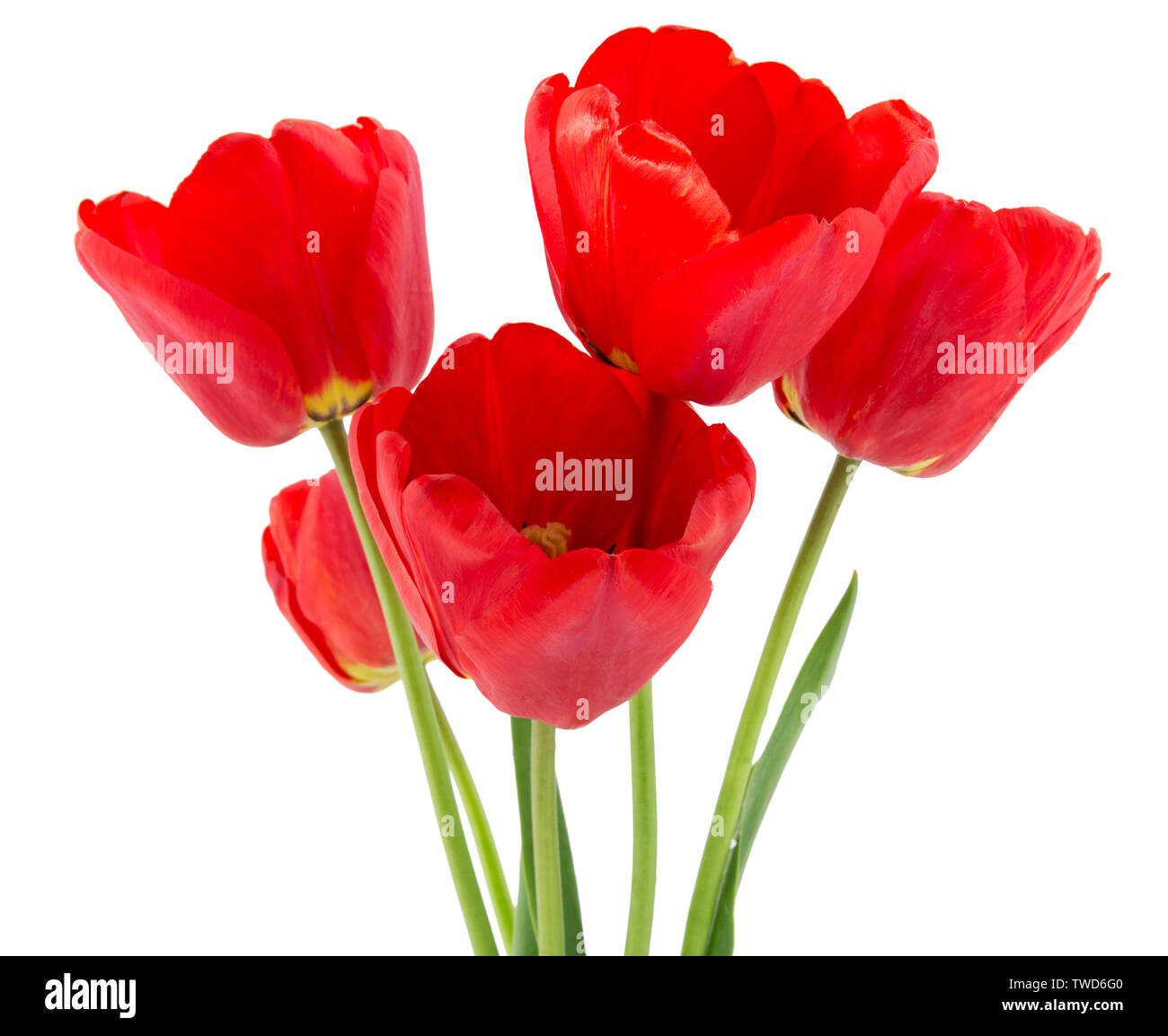 Schöne geöffnet Rote Tulpen auf weißem Hintergrund Stockfoto