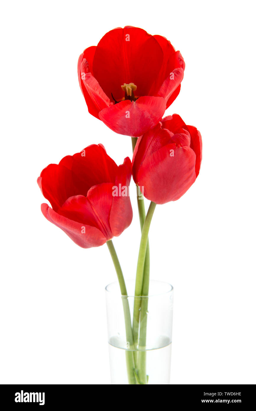 Schönen 3 rote Tulpen in der Vase isoliert auf weißem Stockfoto