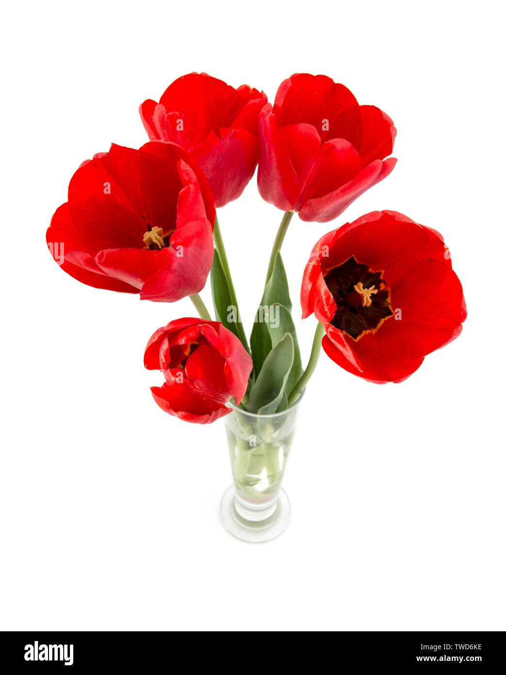 Schöne rote Tulpen in der Vase, auf weissem, Ansicht von oben isoliert Stockfoto