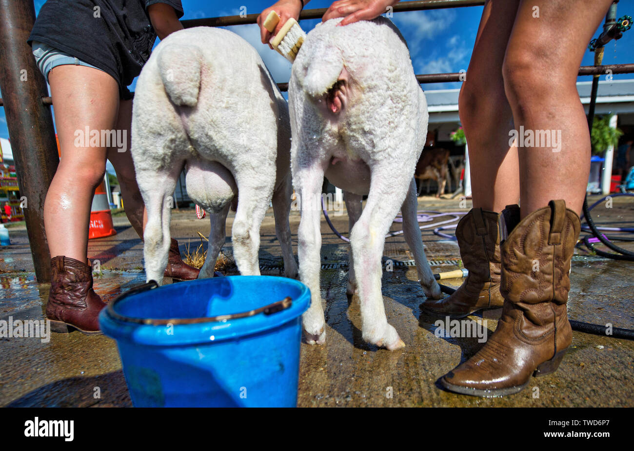 UNITED STATES - Juli 24, 2017: Lilly Eubanks und Gnade MacKenzie von Ashburn erhalten ein glänzen auf ihre Schafe vor dem Wettbewerb beginnen am öffnung Tag an das Laute Stockfoto