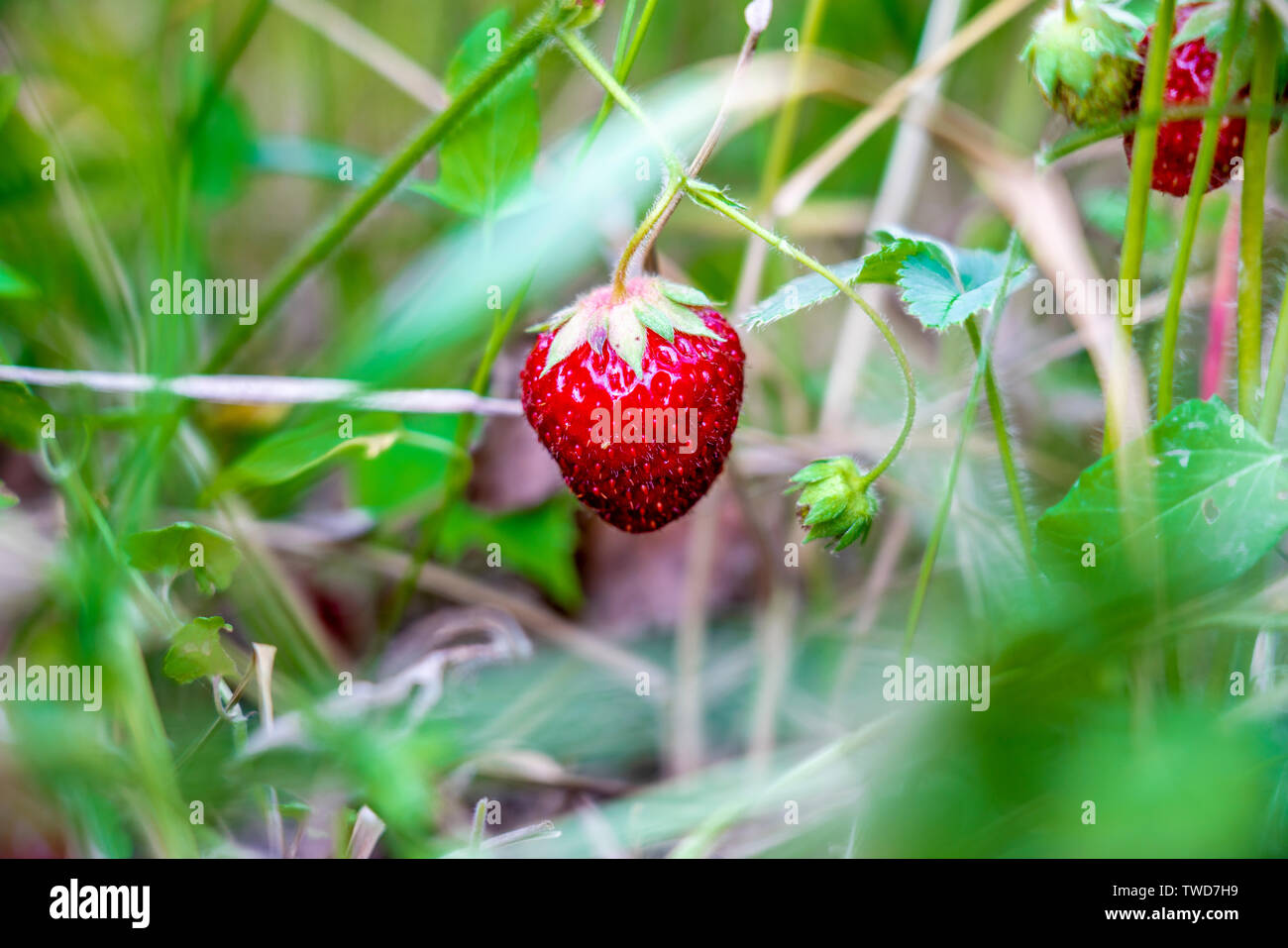 Strawberry Berry auf einem Zweig close-up unter natürlichen Bedingungen. Stockfoto