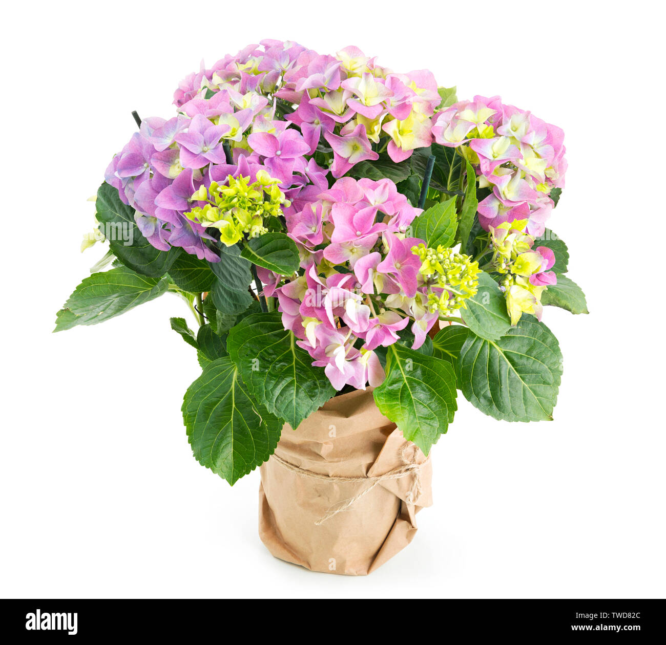 Schöne rosa Hortensie Blumen in einem Topf Stockfoto