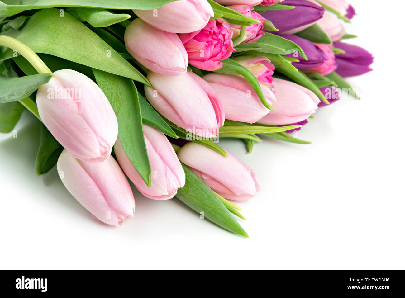 Schöne rosa und lila Tulpen als Grußkarte Hintergrund Stockfoto