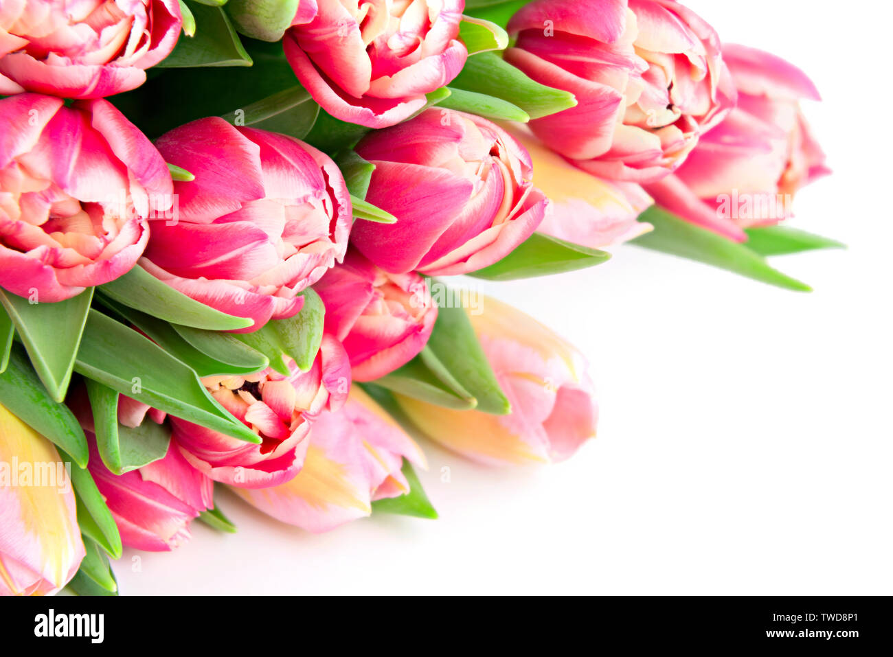 Schöne frische Tulpen als Geschenk Karte Stockfoto