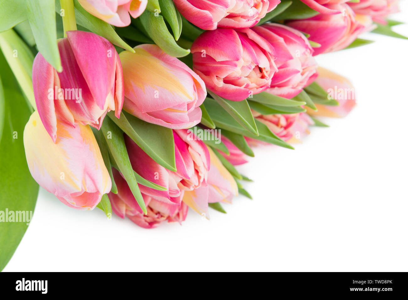Bündel frische Tulpen als Frühling Postkarte Hintergrund Stockfoto