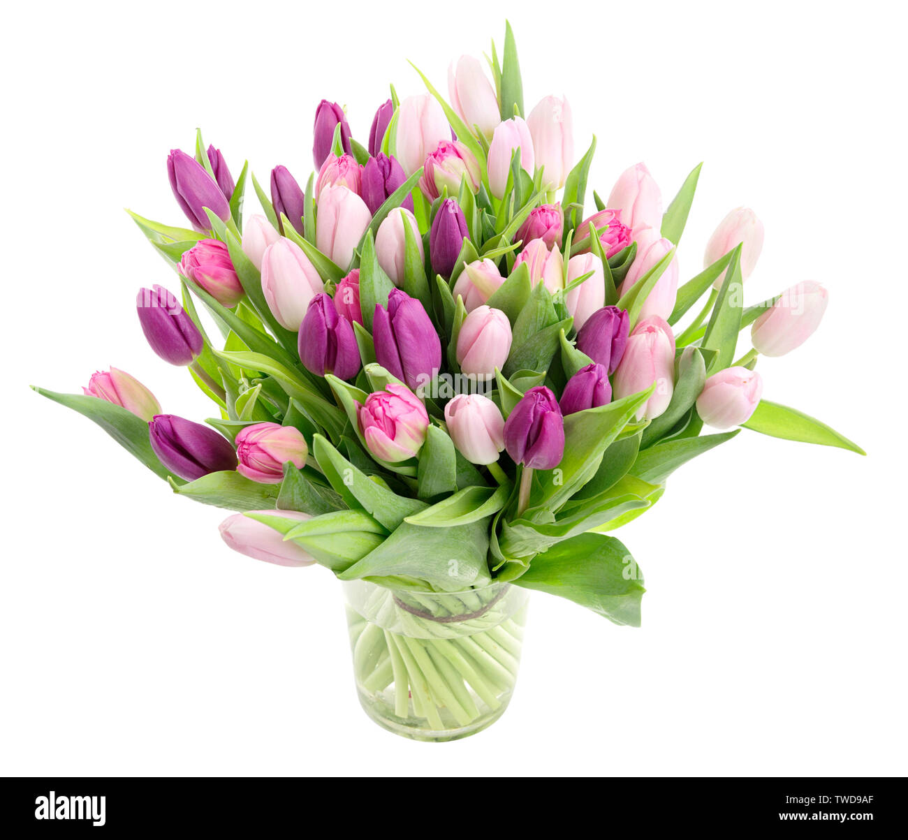 Große Haufen von schönen rosa Tulpen in der Vase auf weißem Hintergrund Stockfoto