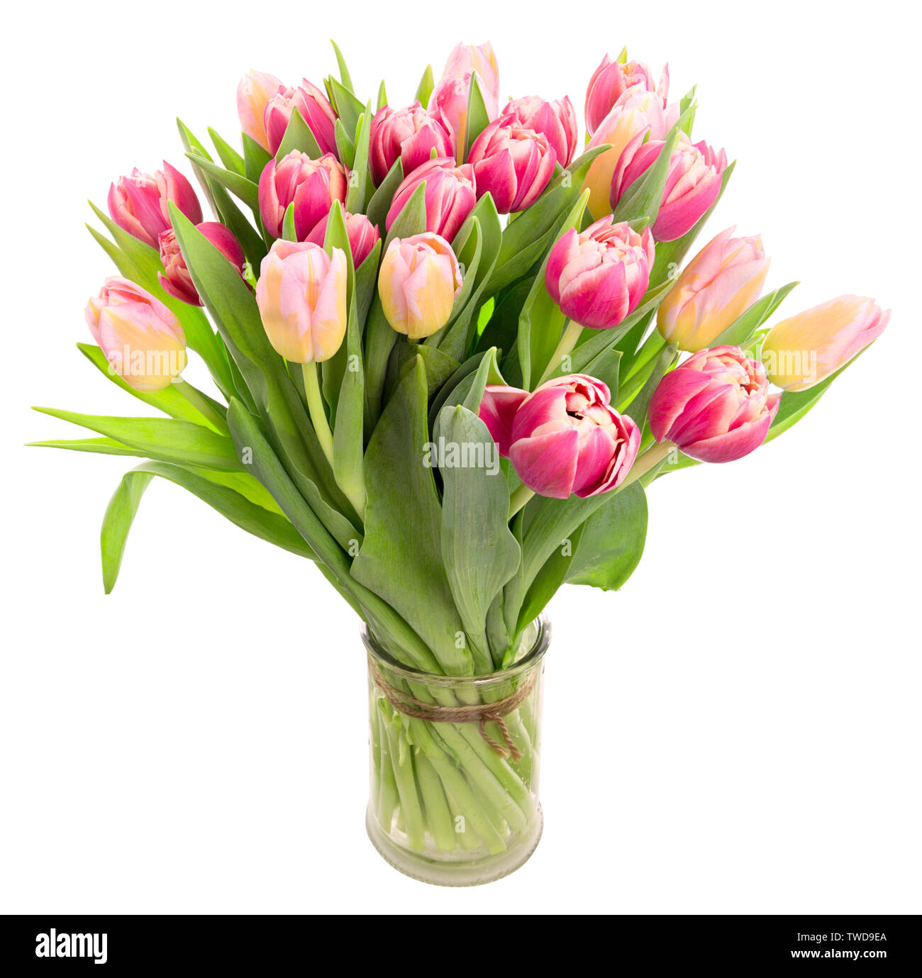 Bündel Frischer Frühling Tulpen in der Vase auf weißem Hintergrund Stockfoto