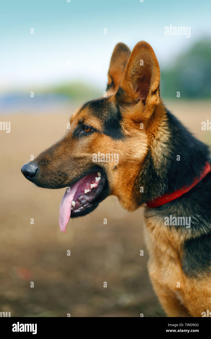 Katze, Hund, Hund Stockfoto