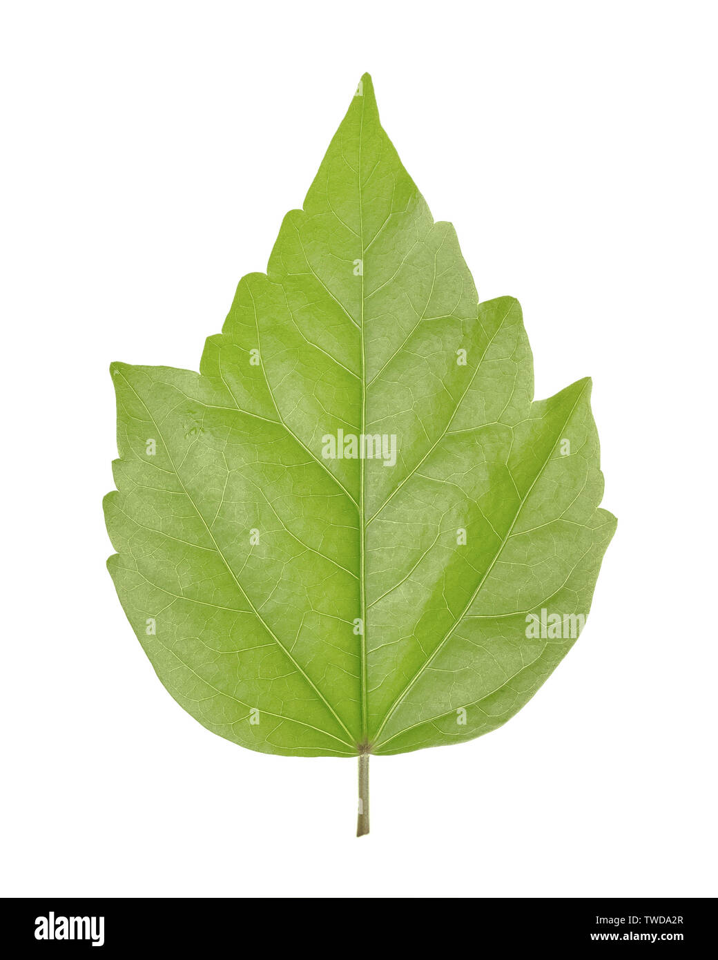 Grünes Blatt der Hibiskus ist eine Gattung von Blütenpflanzen in Mallow Familie, Malvaceae isoliert auf weißem Hintergrund. Stockfoto