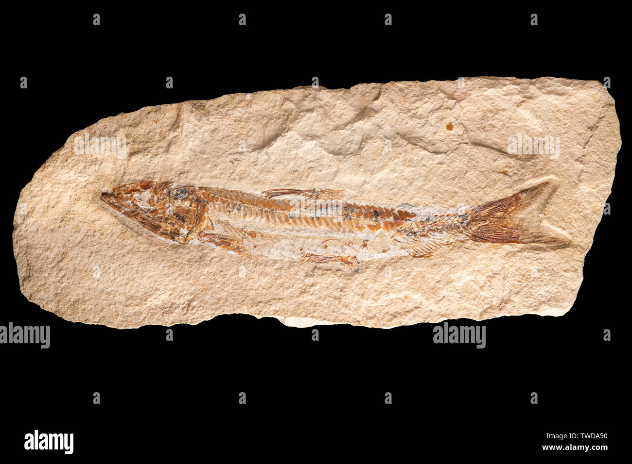 Fossile Fische (Prionolepis Cataphractus). Kreidezeit. Cenoman- Schichten. Herkunft: Hjoula, Libanon mit freundlicher Genehmigung von ZRS Fossilien, von Dominique Braud/Demb Stockfoto