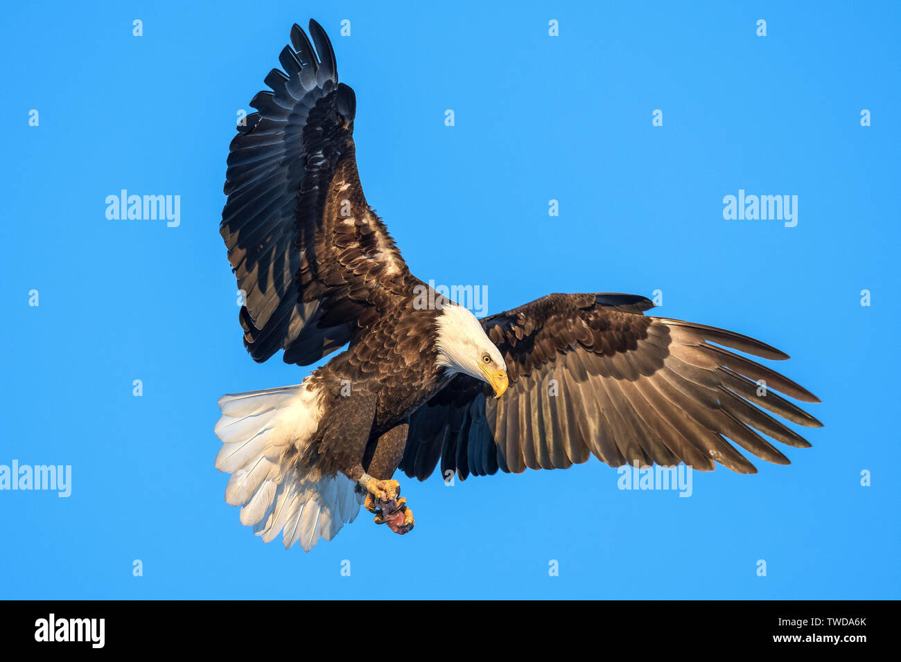 Weißkopfseeadler (Haliaeetus leucocephalus), Erwachsener, Nordamerika, von Dominique Braud/Dembinsky Foto Assoc Stockfoto