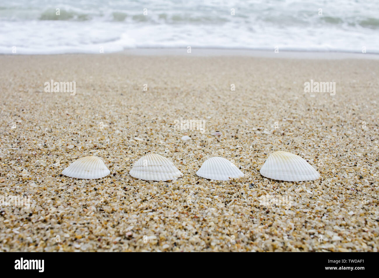Vier Schalen in einer Schriftart am Strand. Stockfoto