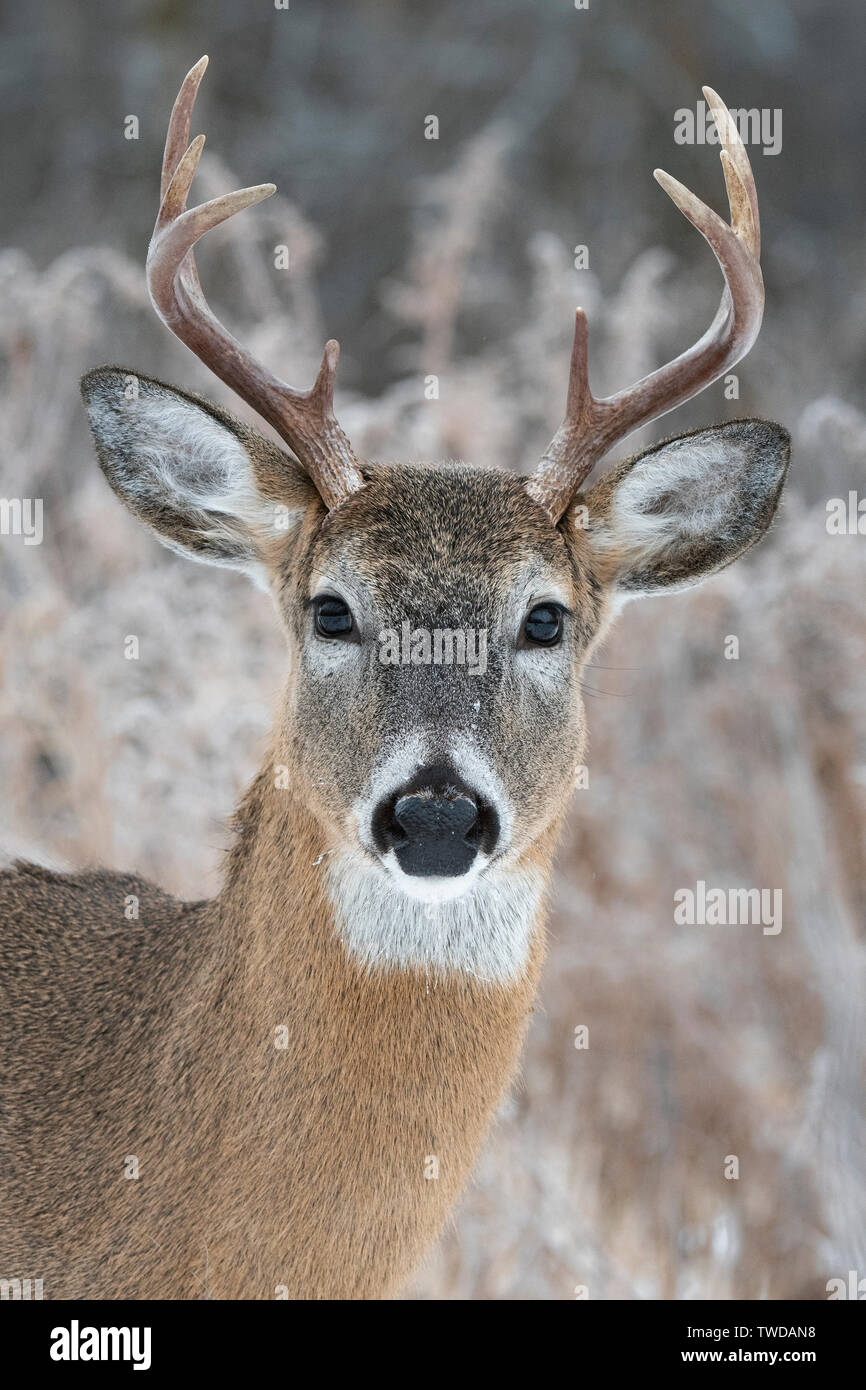 Weißwedelhirsche (Odocoileus virginianus), Anfang Dezember, E USA, von Dominique Braud/Dembinsky Foto Assoc Stockfoto