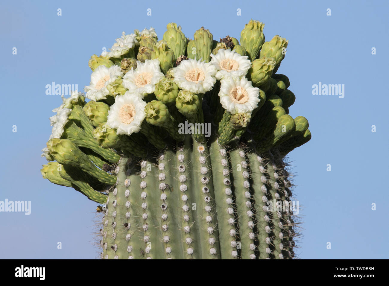Saguaro Kaktus Blumen (Carnegiea gigantea) südlichen Arizona Stockfoto