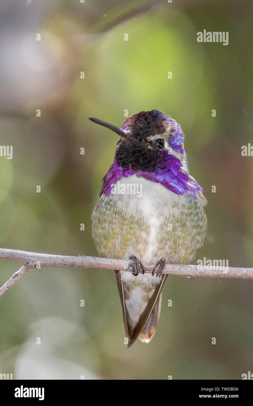 Costa Hummingbird's Männlich (Calypte costae) südlichen Arizona Stockfoto