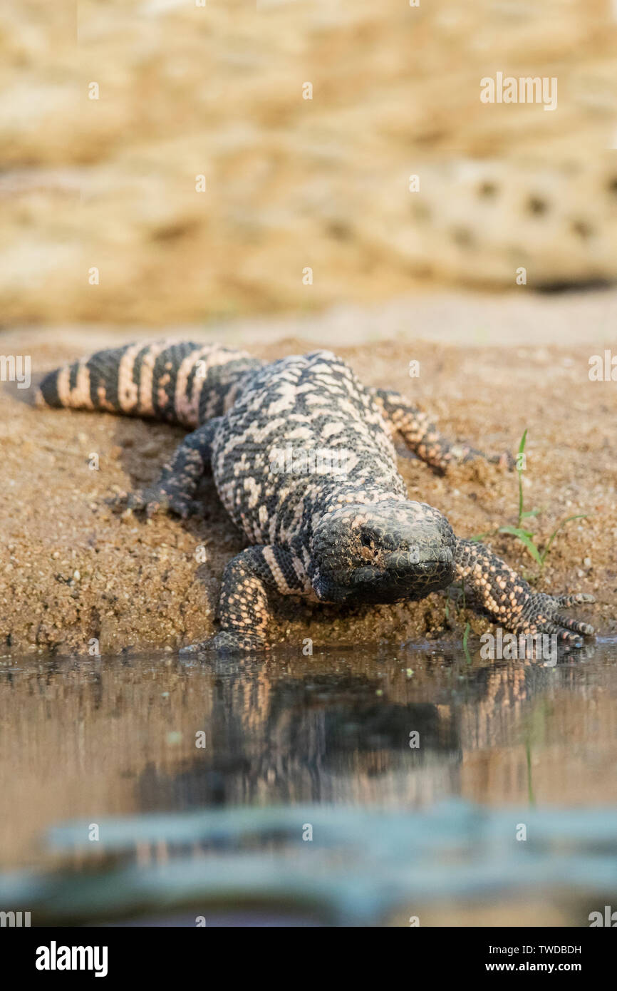 Gila Monster (Helederma suspectum) südlichen Arizona Stockfoto