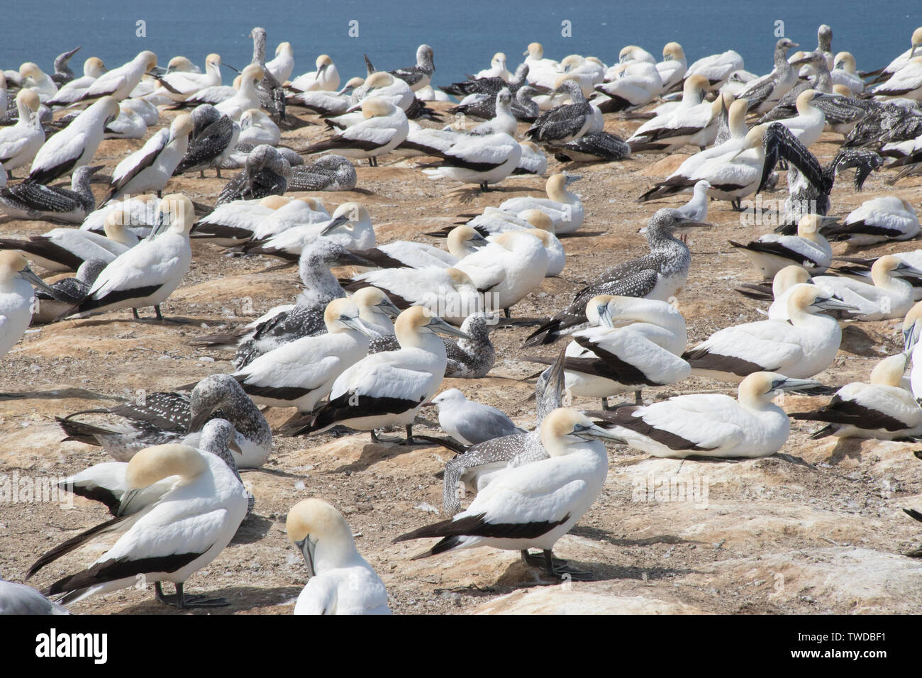 Australasian Gannet colony Nesting (Morus serrator) Kap-entführer, North Island, Neuseeland Stockfoto