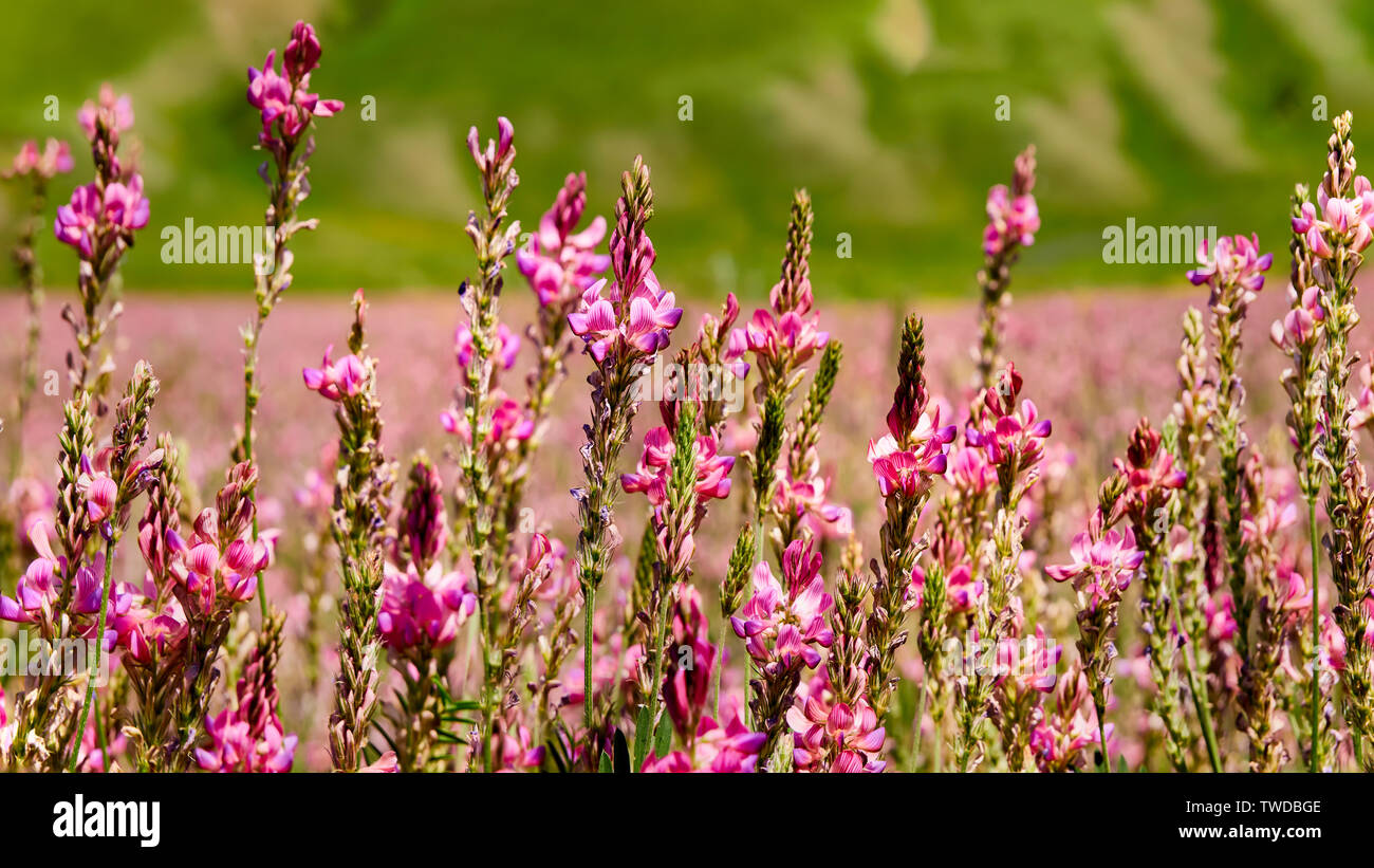 Blütenstand gewöhnlichen Esparsette mit rosa Blüten. Wilde rosa Blüten, die von der Sonne beleuchtet, close-up Stockfoto