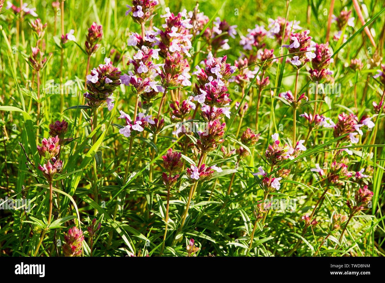 Rosa Berg Wildblumen sonnenbeschienenen Nahaufnahme Stockfoto