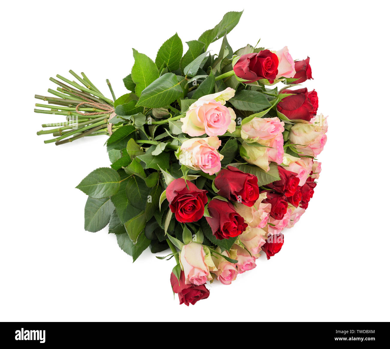 Großer Strauß roter Rosen und auf weißem Hintergrund mit weichen Schatten isoliert Stockfoto