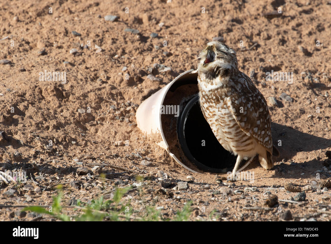 Eine Grabungeule wacht außerhalb einer künstlichen Höhle auf, Zanjero Park, Phoenix, Arizona. Die Zahl der Lebensraumzerstörungen ist in der Vergangenheit zurückgegangen. Stockfoto