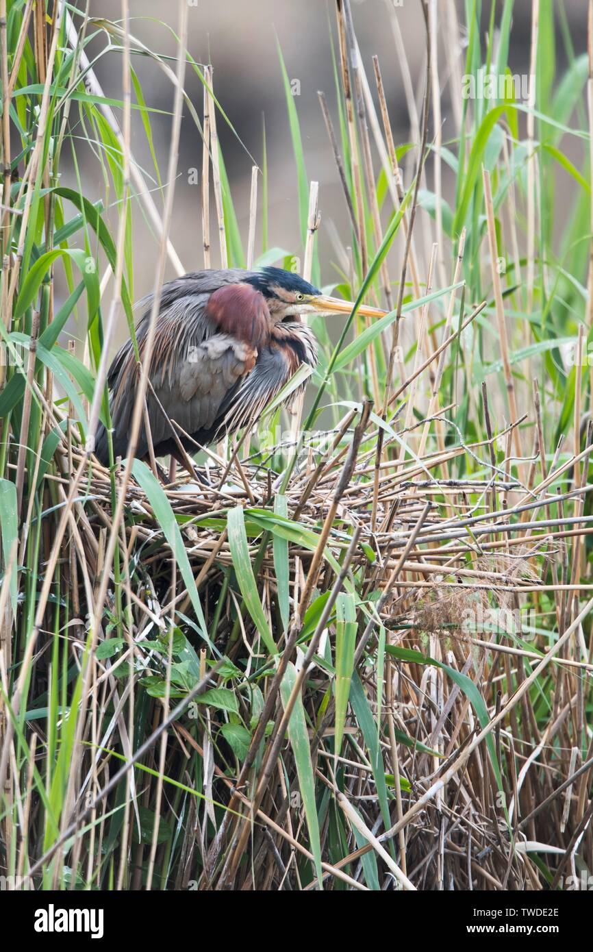 Purpurreiher (Ardea purpurea) am Nest in Schilf, Baden-Württemberg, Deutschland Stockfoto