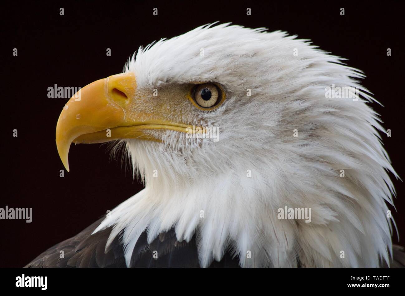 Weißkopfseeadler vocalizes mit offenem Schnabel in Richtung Kamera mit scharfen Schnabel und Zunge Stockfoto