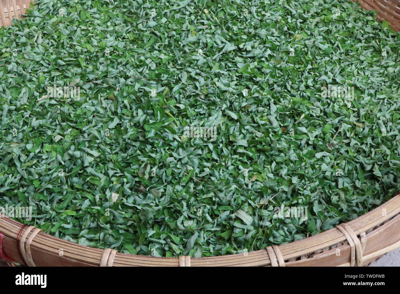Sammlung von Materia Medica Huhn Knochen Gras Stockfoto