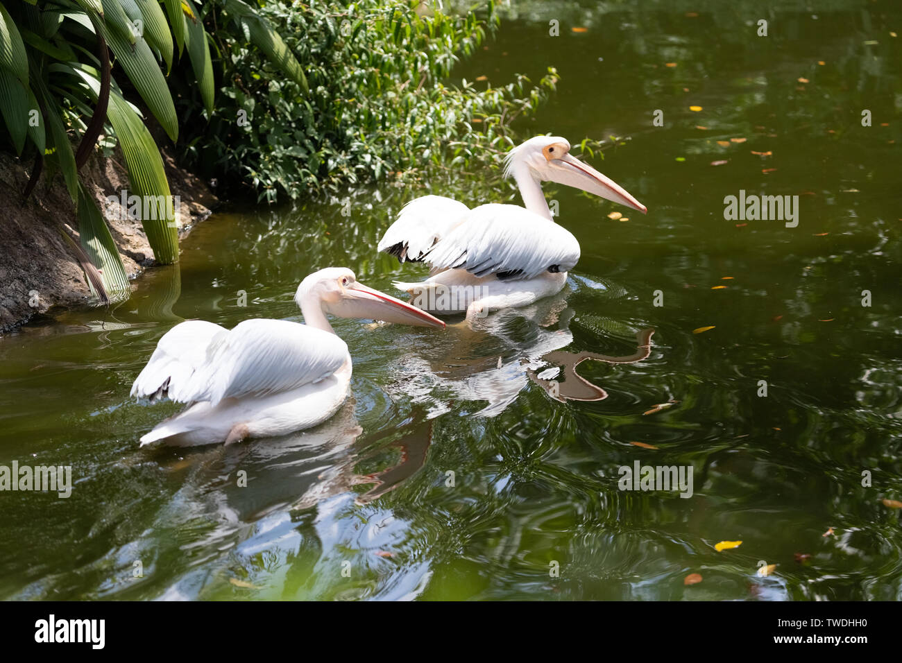 Great White Pelican auch als rosig Pelican bekannt Stockfoto