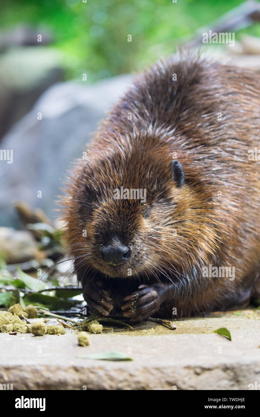 Biber sitzen Stockfotos und bilder Kaufen Alamy