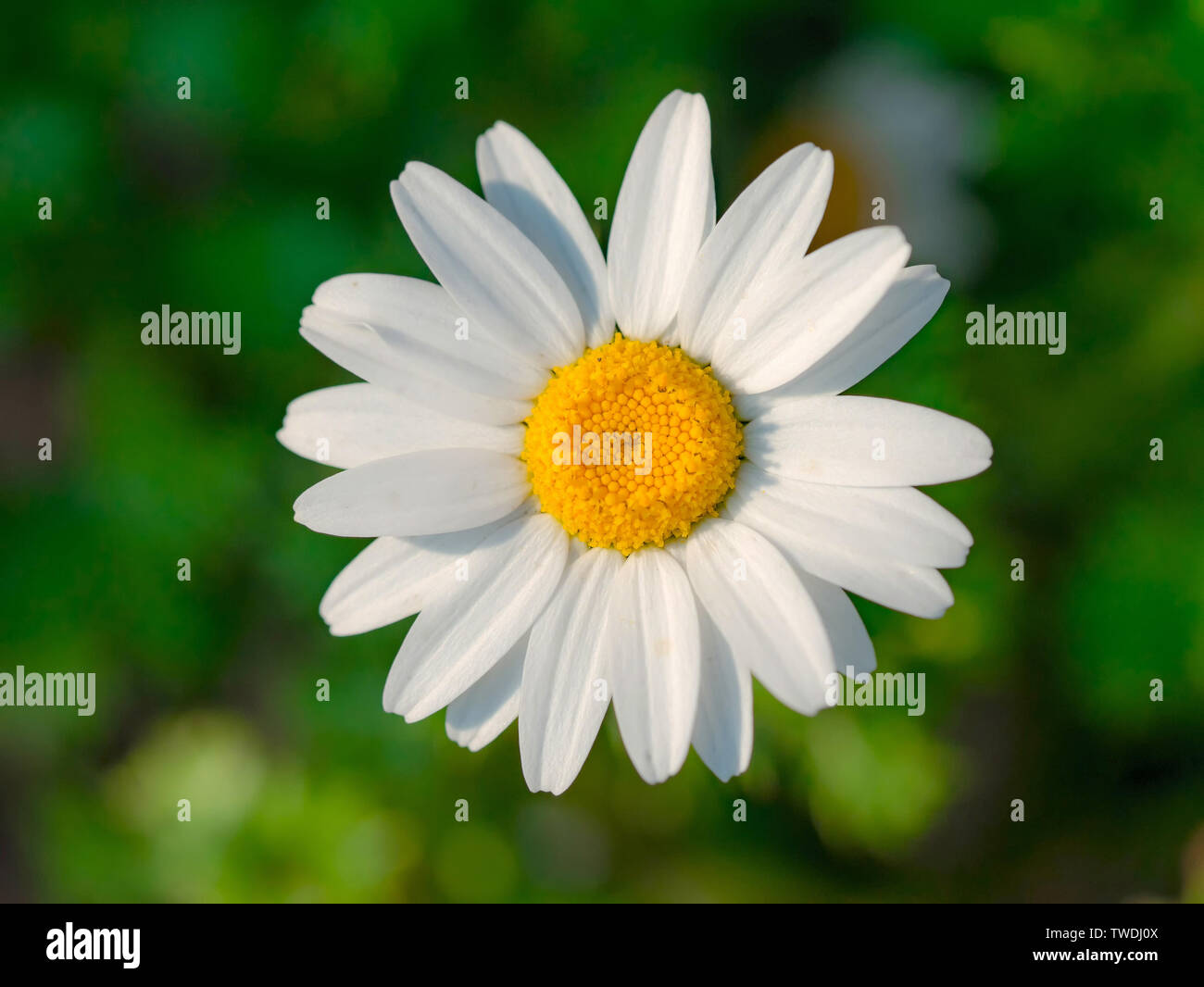 Römische Kamille close-up Stockfoto