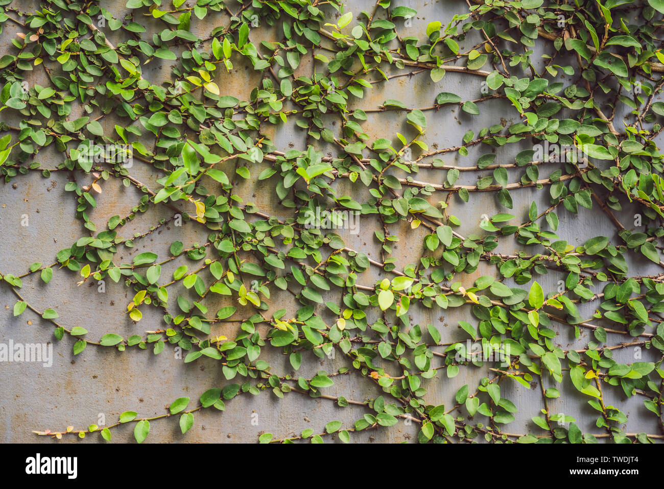 Textur des alten hölzernen Zaun und verzurren Pflanzen Stockfoto