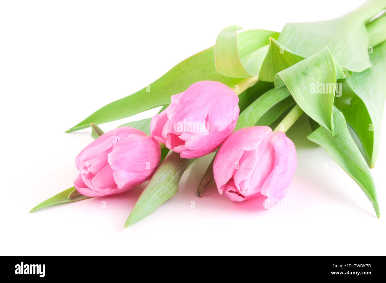 Rosa Tulpen Blumenstrauß auf weißem Hintergrund Stockfoto