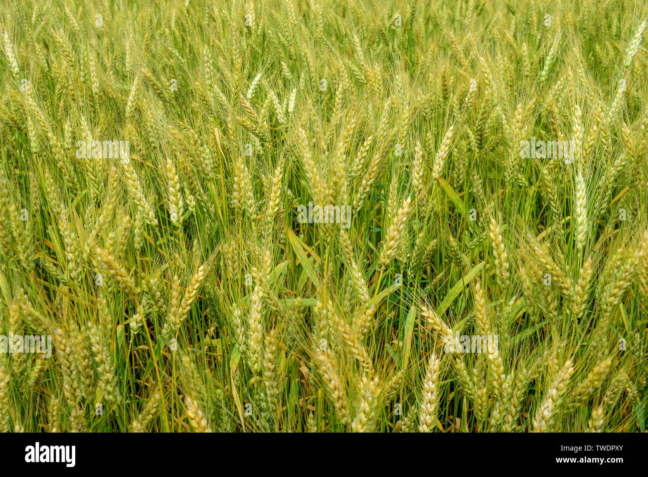 Reifung Roggen auf dem Feld im Frühsommer Stockfoto