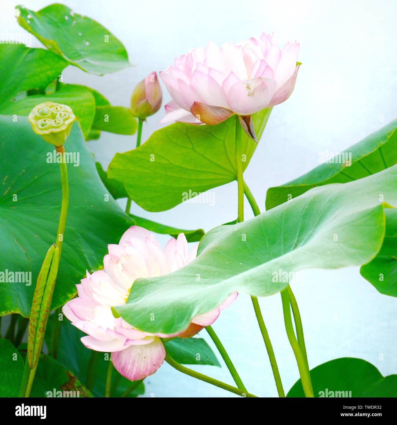 Aber es ist eine grüne Lotus rot, roll Shu öffnen und naive Stockfoto