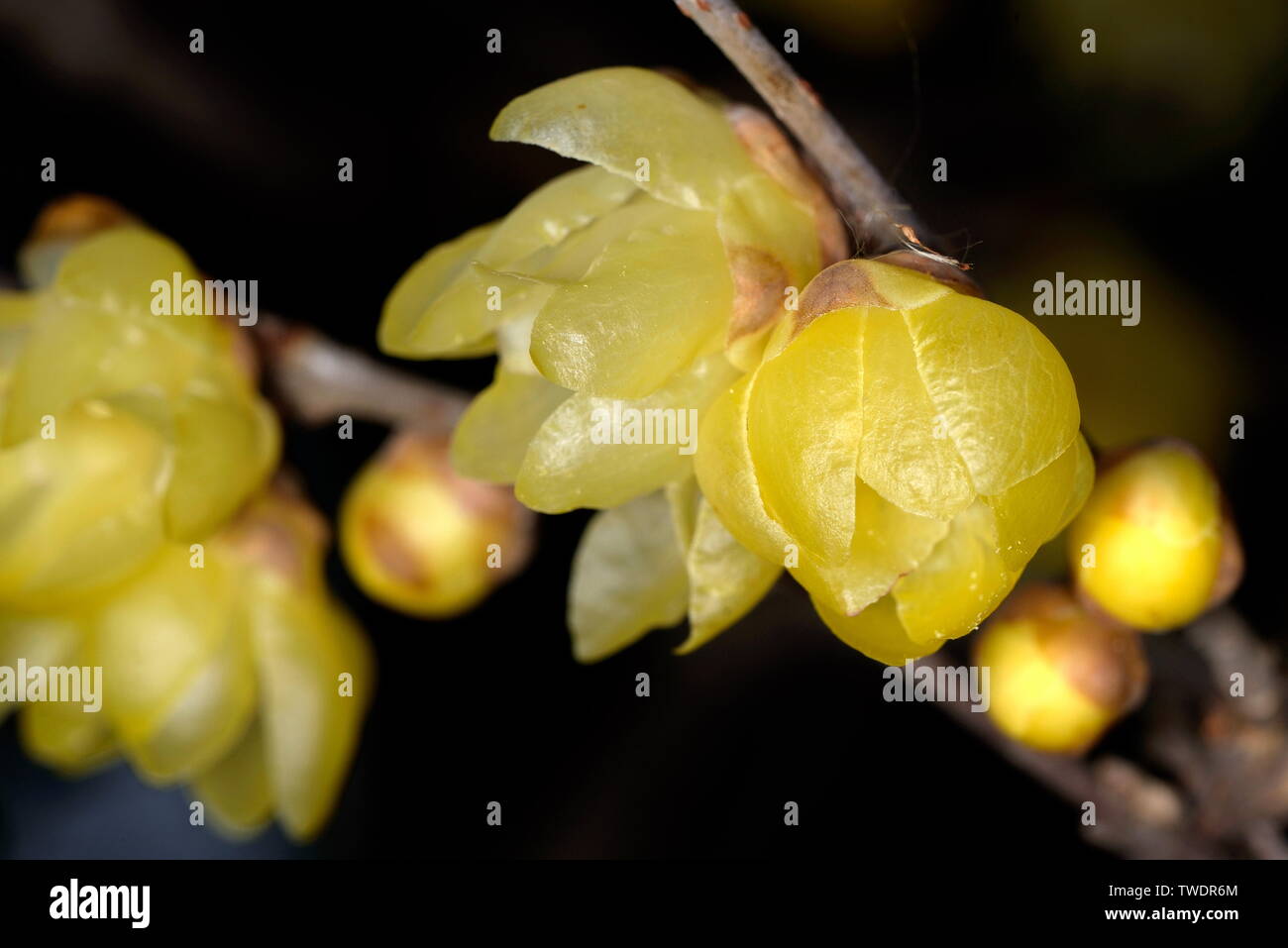 Plum flower Stockfoto