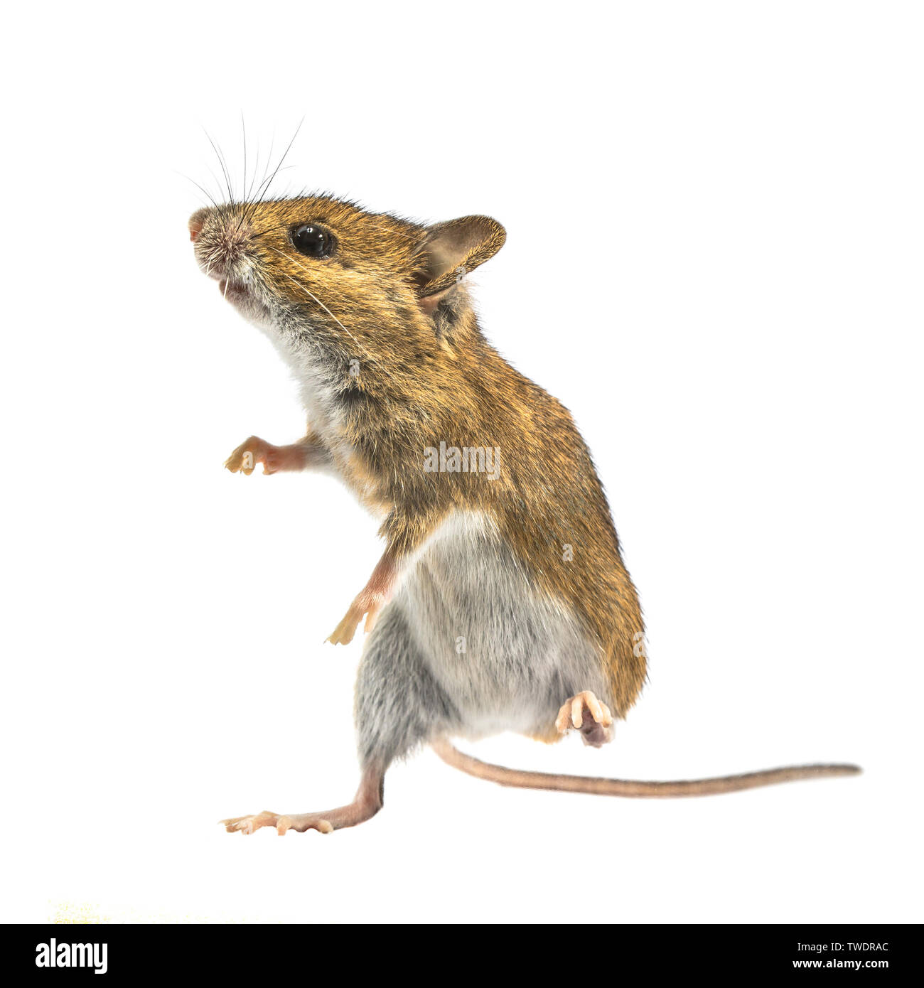 Tanzen Holz Maus (APODEMUS SYLVATICUS) auf weißem Hintergrund. Dieses nette schauende Maus ist in den meisten Teilen Europas über gefunden und ist eine sehr häufige und Stockfoto