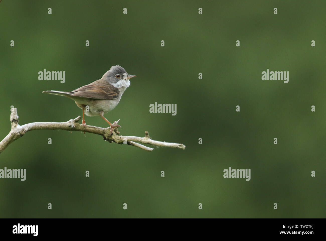 Eine schöne Whitethroat, Sylvia communis, hocken auf einem Zweig in einem Baum. Stockfoto