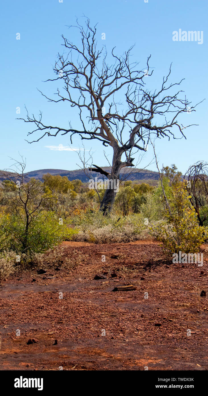 Karijini National Park, Gum Tree, durchgebrannt Stockfoto