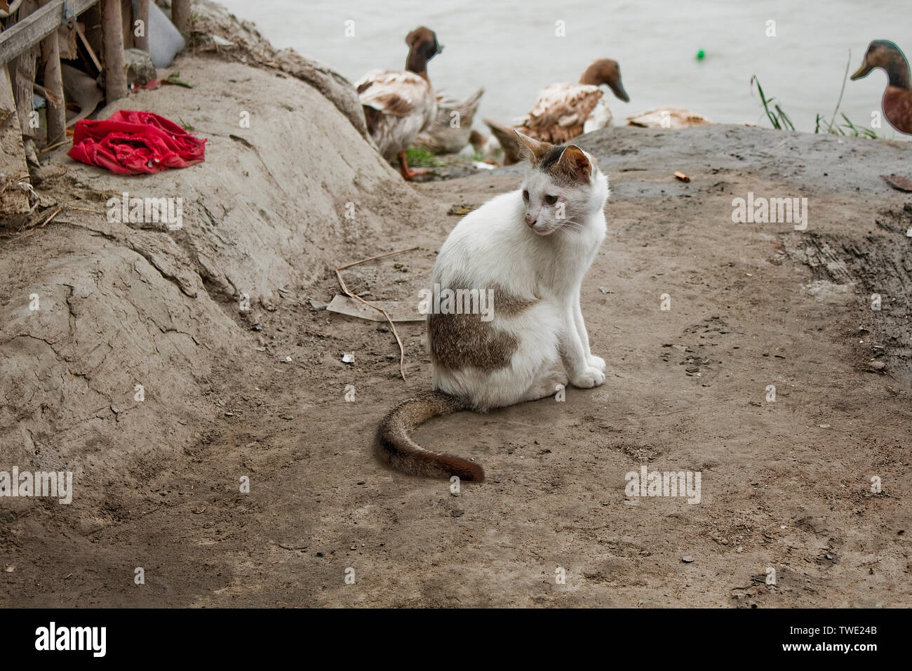 Hauskatzen in Khulna, Bangladesh. Stockfoto
