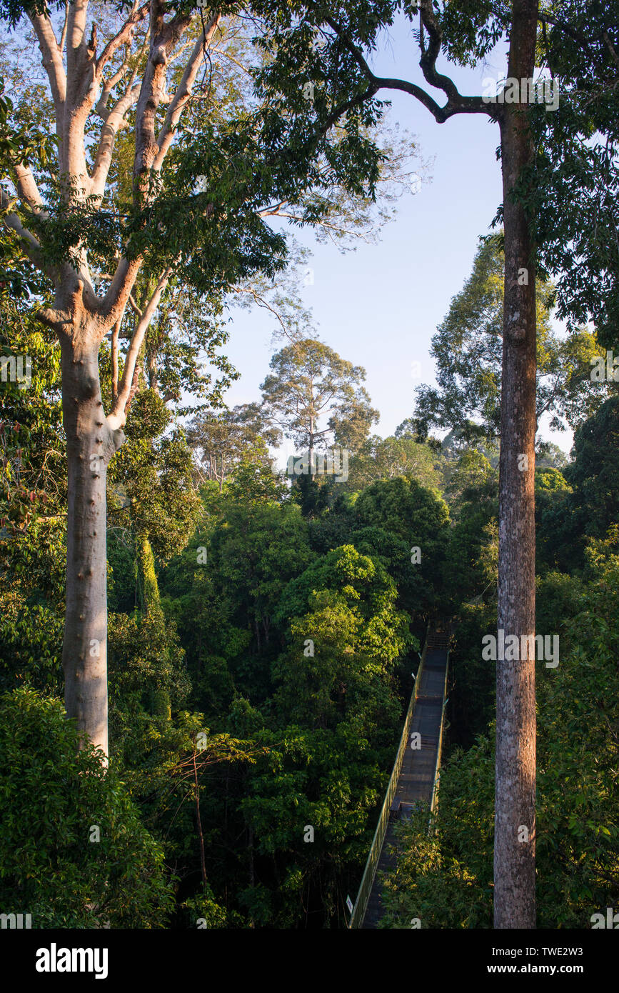 Bäume entlang der Canopy Walkway, Rainforest Discovery Center, Sepilok, Sabah, Borneo, Malaysia. Stockfoto