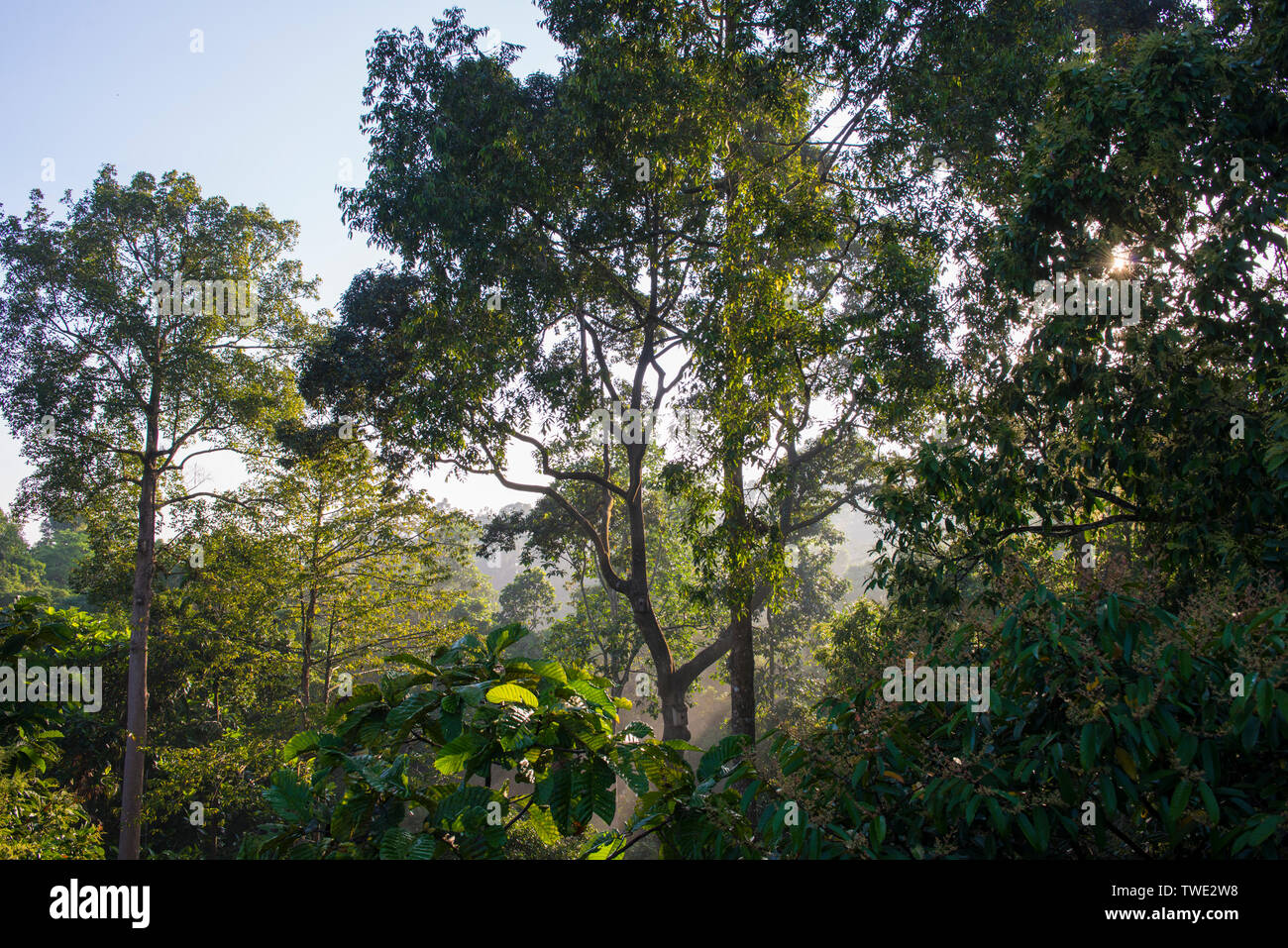 Bäume entlang der Canopy Walkway, Rainforest Discovery Center, Sepilok, Sabah, Borneo, Malaysia. Stockfoto