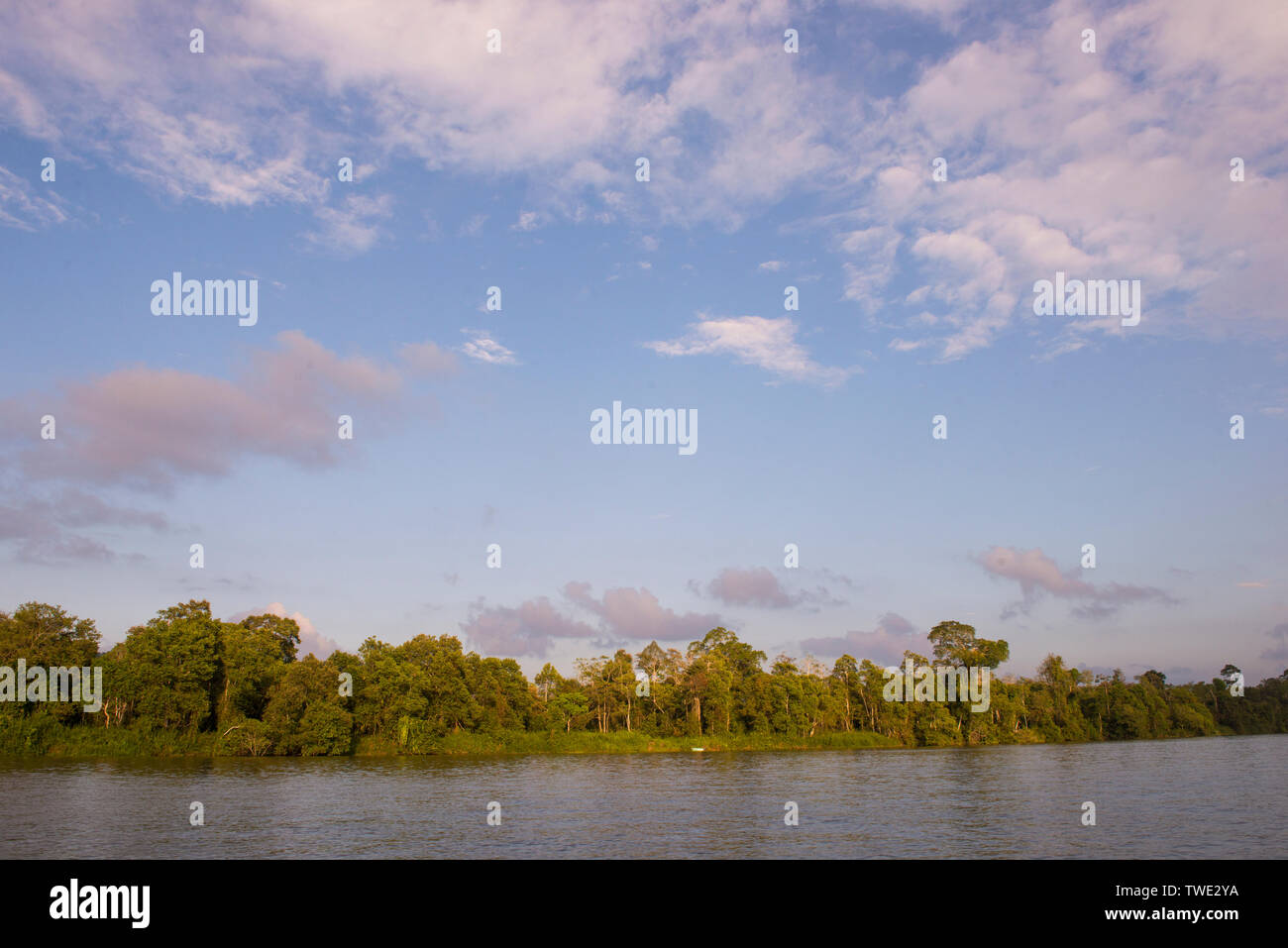 Bäume entlang des Kinabatangan Flusses, Sabah, Borneo, Malaysia. Stockfoto