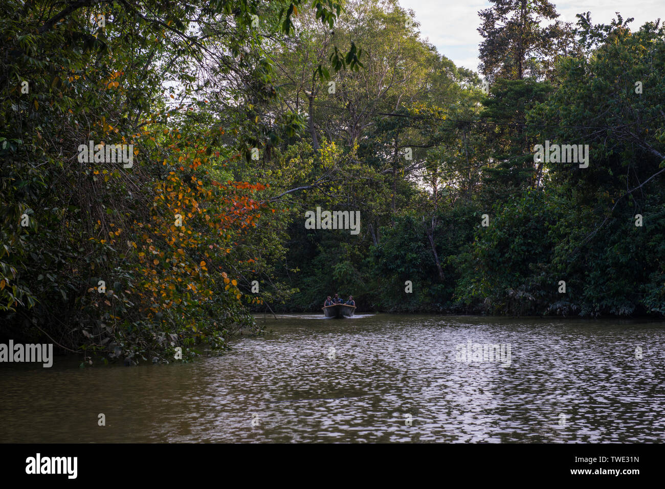 Nebenfluss entlang des Kinabatangan Flusses, Sabah, Borneo, Malaysia. Stockfoto