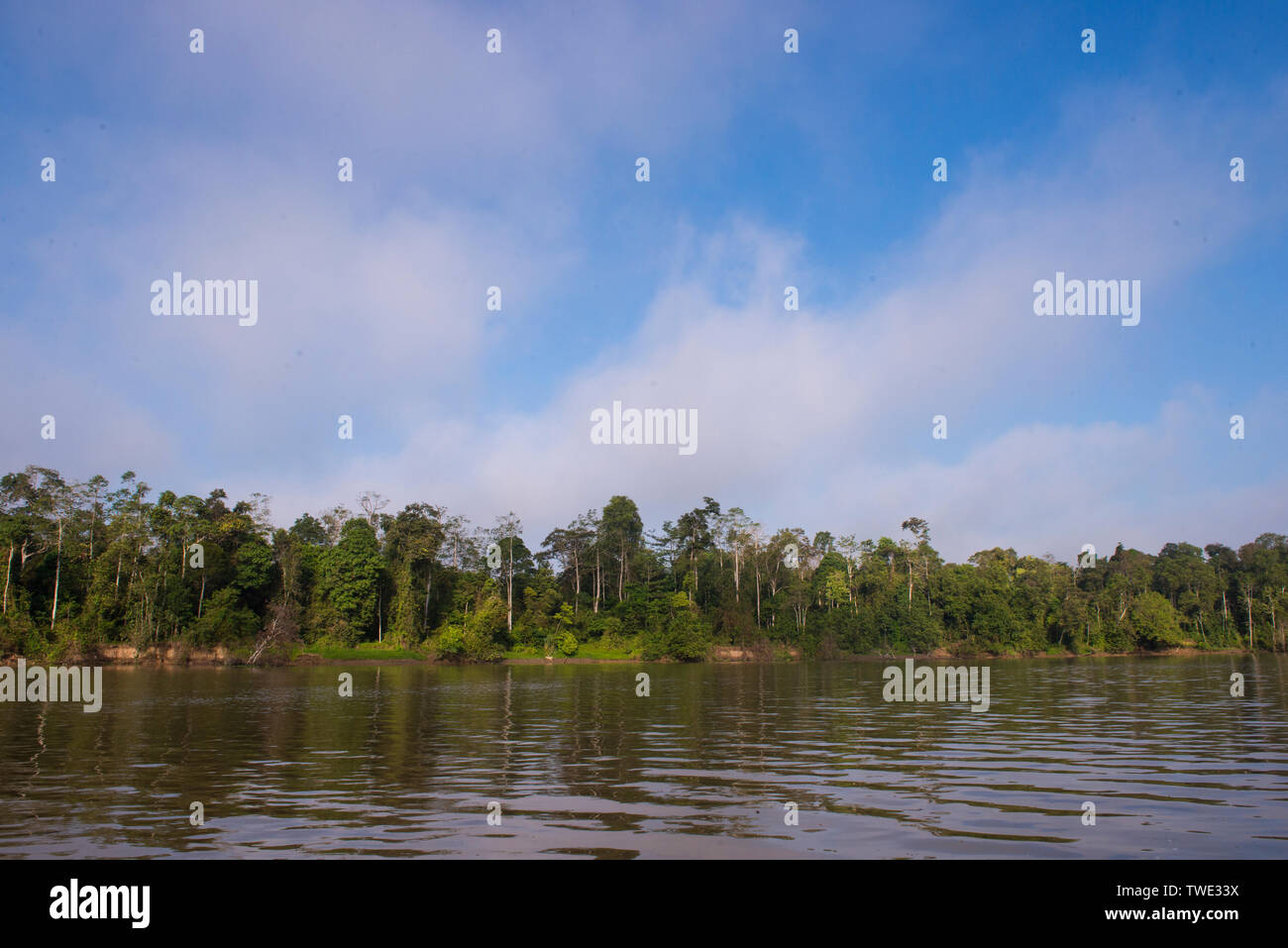 Bäume entlang des Kinabatangan Flusses, Sabah, Borneo, Malaysia. Stockfoto
