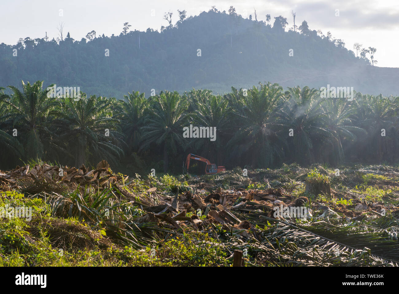 Ölpalm-plantage, nahe Tawau, Sabah, Borneo, Malaysia. Stockfoto